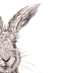 Half Hare Face Print