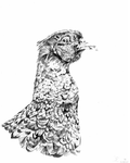 Pheasant