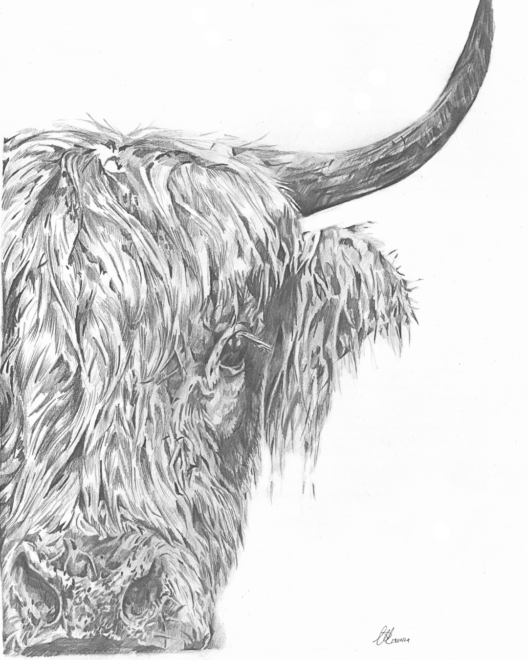 Highland Cow Print