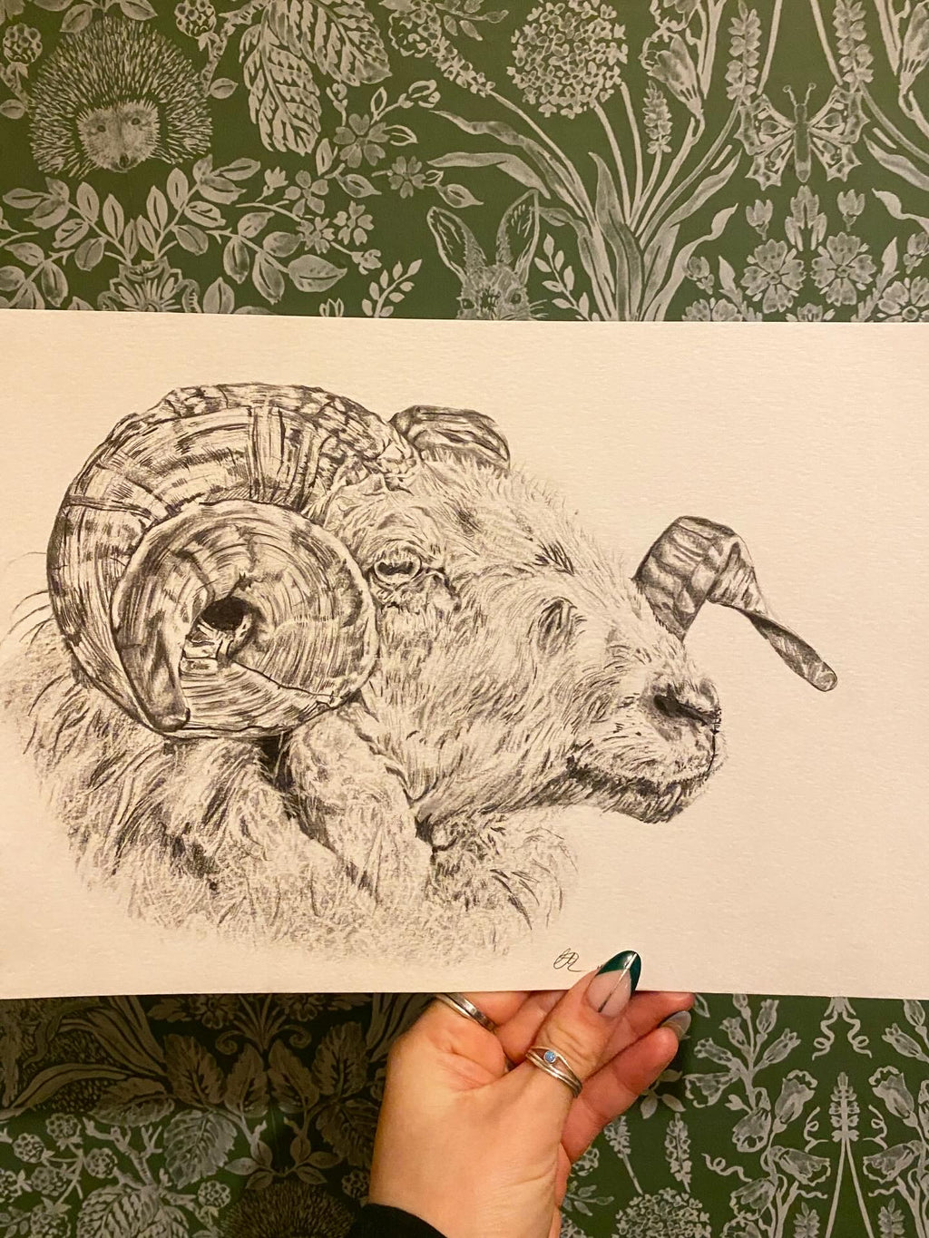 Original Welsh Mountain Ram - A4