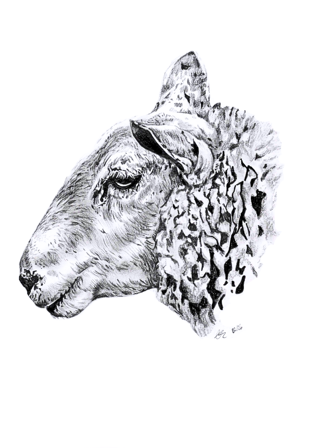 Original Welsh Mountain Sheep - A4