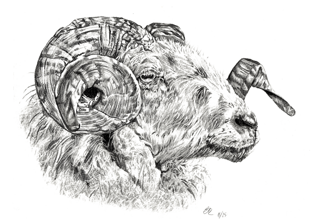 Original Welsh Mountain Ram - A4