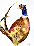 Gold Pheasant Print
