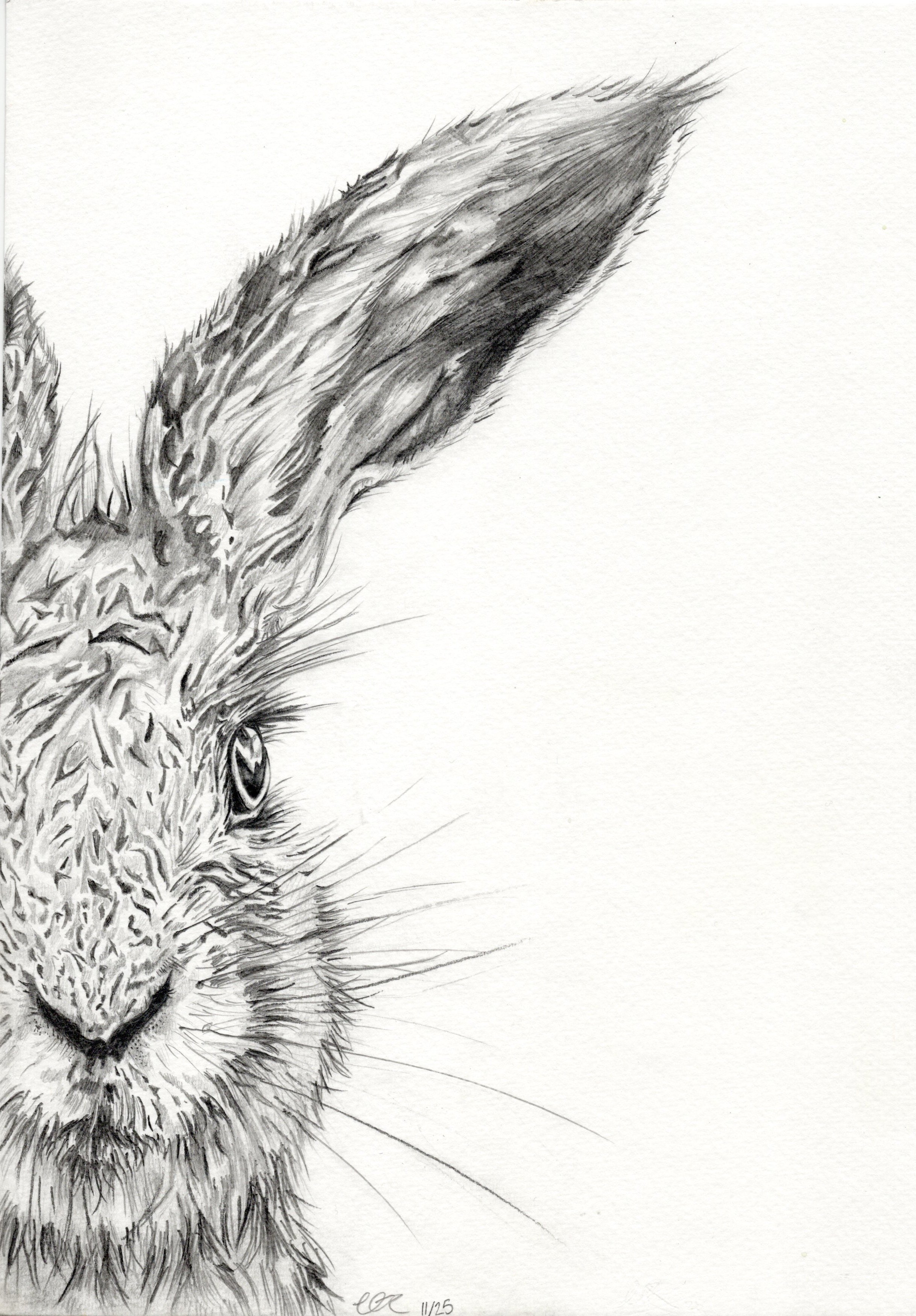 Half Hare Face Print