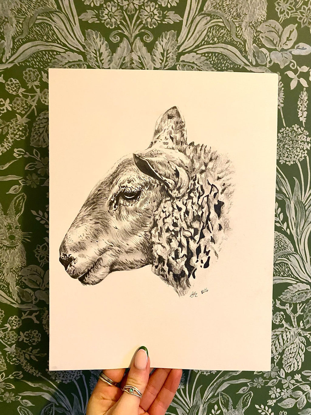 Original Welsh Mountain Sheep - A4