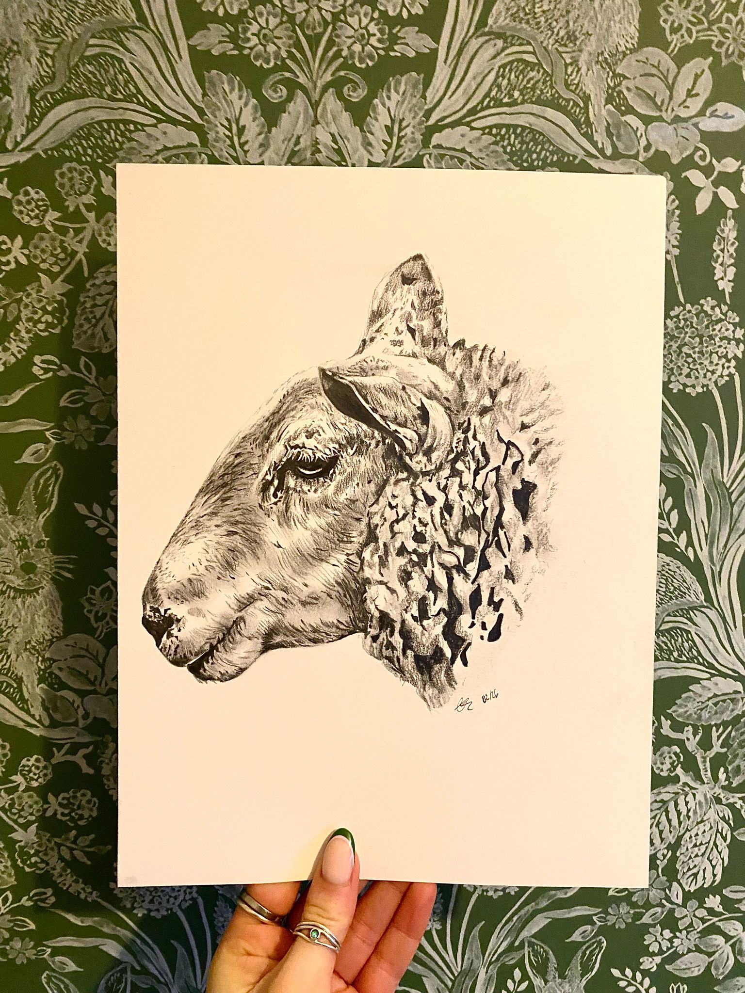 Original Welsh Mountain Sheep - A4