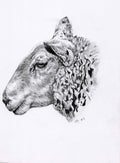 Welsh Mountain Sheep Print
