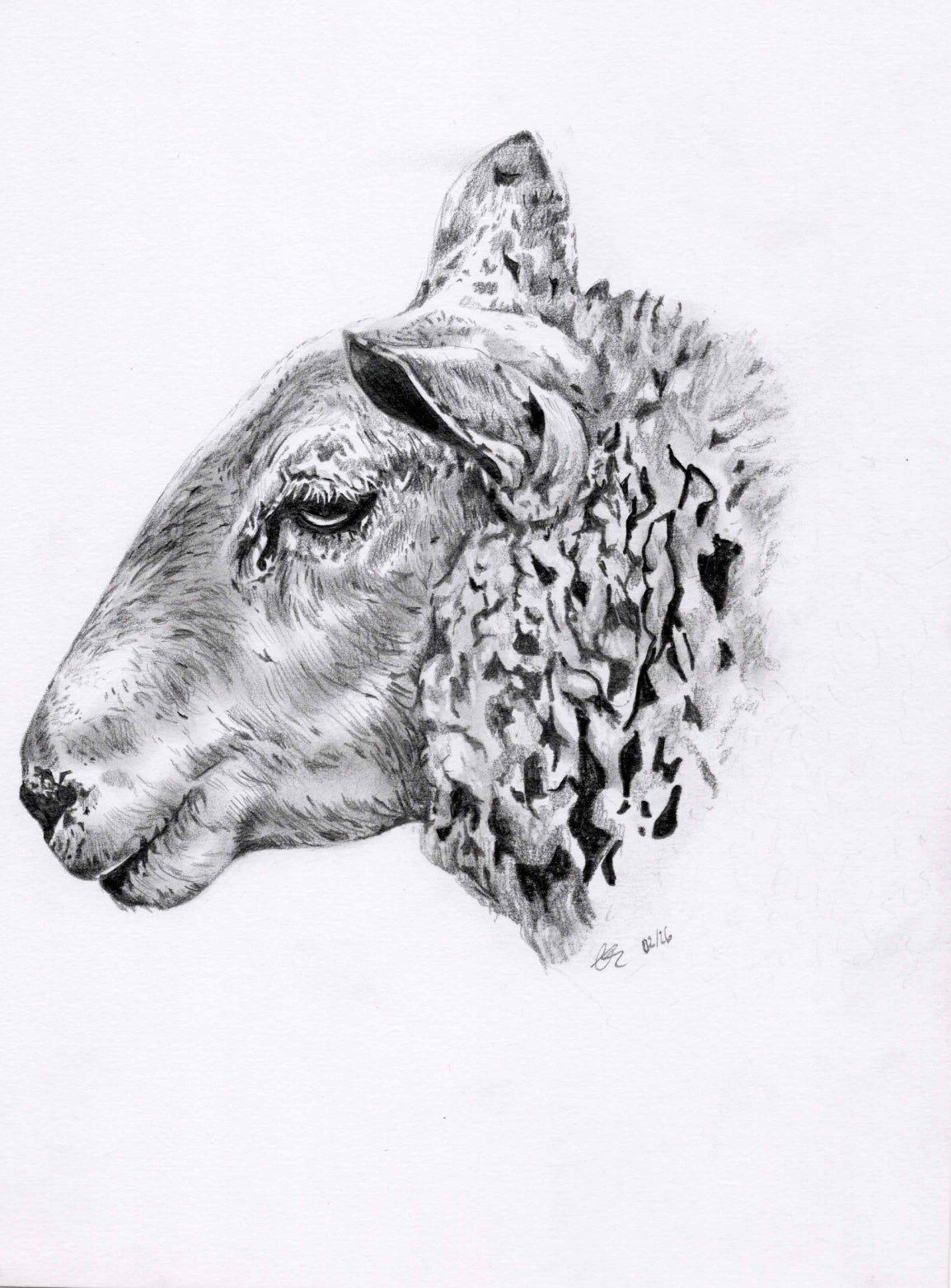 Welsh Mountain Sheep Print